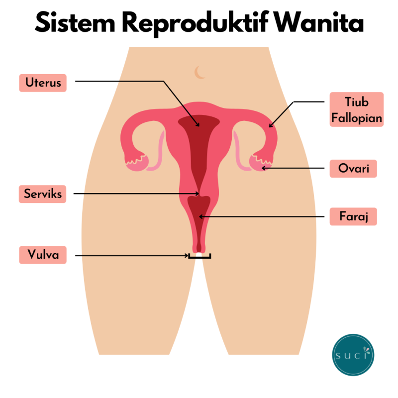 suci menstrual cup - sistem reproduktif wanita. women reproductive system sistem pembiakan wanita